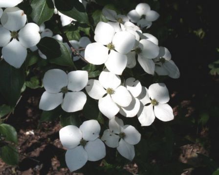 Cornus kousa "claudia" - dřín japonský