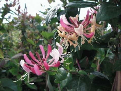 Lonicera periclymenum "belgica" - zimolez, růže z Jericha