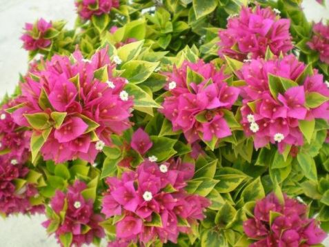Bougainvillea "pixie queen "bougainvillea