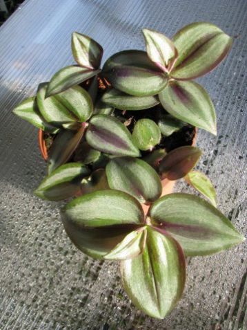 Tradescantia zebrina "silver sicilian"