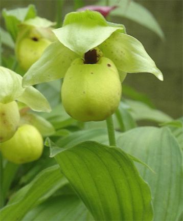Cypripedium flavum- střevíčník venkovní