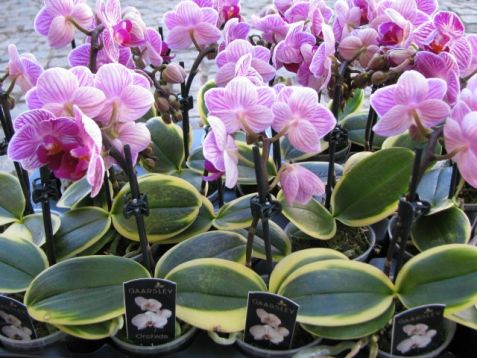 Phalaenopsis mini se žlutým okrajem listu