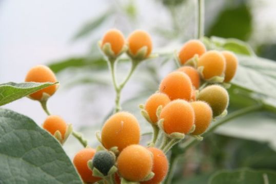 Tamarillo abutiloides - zakrslá rajčenka