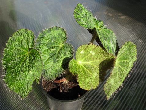 Begonia sizemoreae