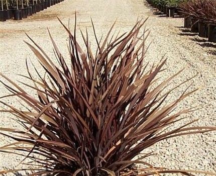 Phormium tenax "amazing red" - lenovník