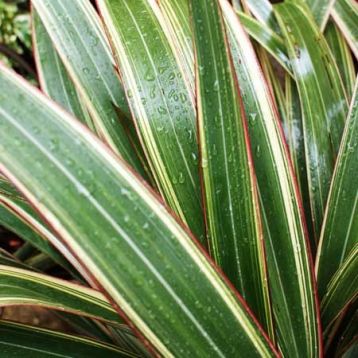 Phormium tenax "tricolor"