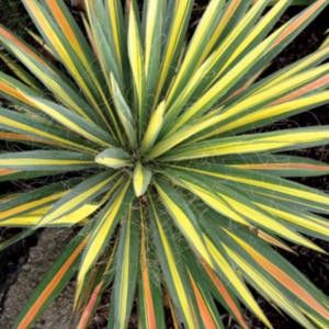 Yucca filamentosa "color guard" - juka venkovní