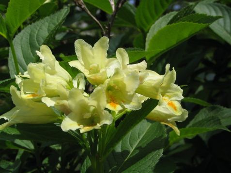 Weigela middendorffiana