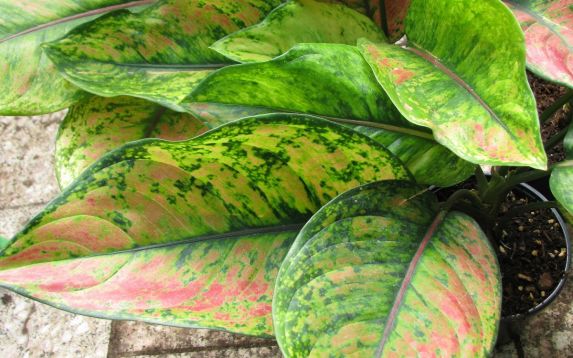 Aglaonema "heng heng"