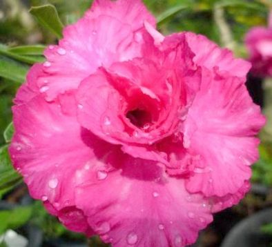 Adenium obesum "hassadee pink" - pouštní růže