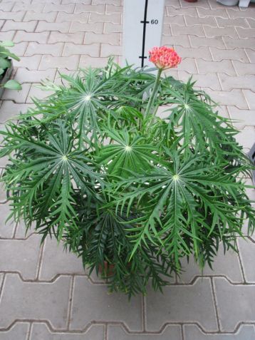 Jatropha multifida