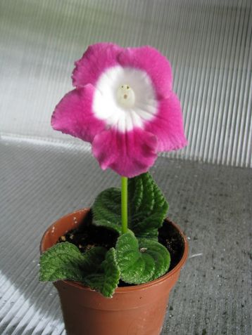 Streptocarpus "zuza pink"
