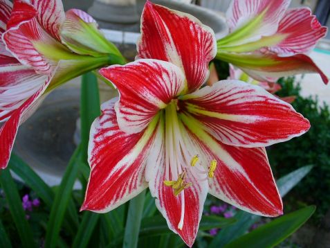 Hippeastrum "minerva" - hvězdník, nesprávně amarylis