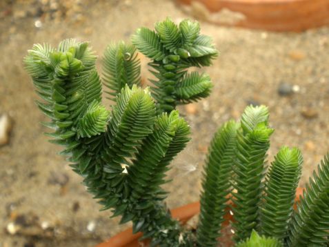 Crassula lucopodioides