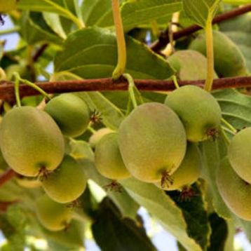 Actinidia arguta "missionario" - kiwi