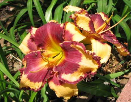 Hemerocallis "sabine bauer"