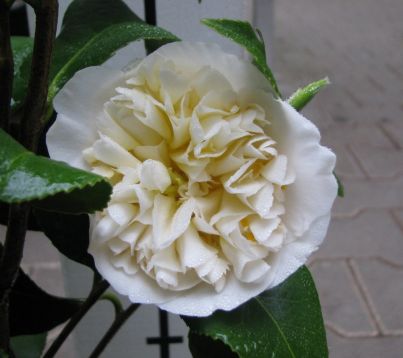 Camellia "brushfield"s yellow"