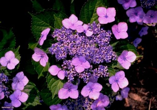 Hydrangea serrata "lace delight"