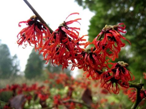 Hamamelis intermedia "diane" - vilín prostřední