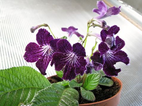 Streptocarpus "tractor beam"