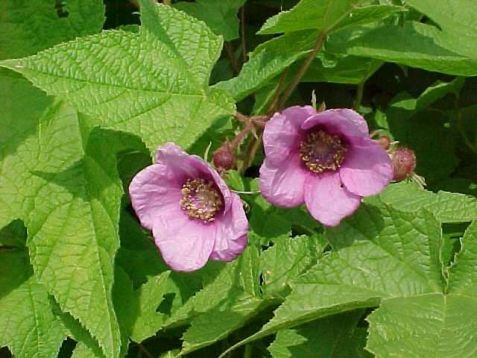 Rubus odoratus - ostružinec vonný
