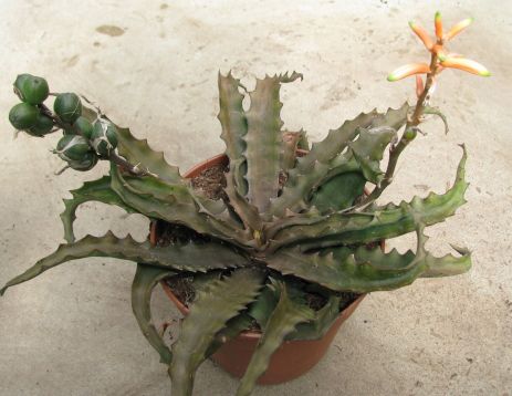 Lomatophyllum prostratum
