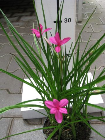 Rhodhypoxis milloides "twinkle star claret"