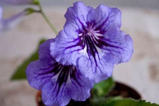Streptocarpus "primorskij boulevard"