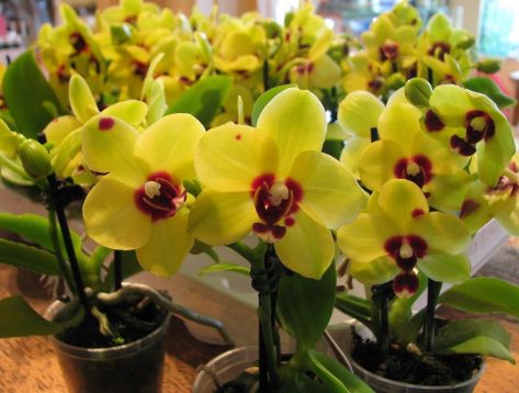 Phalaenopsis mini "yellow dark eyes"