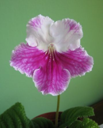 Streptocarpus "saba"