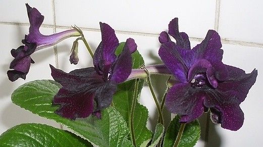 Streptocarpus "bristol"s blackbird"