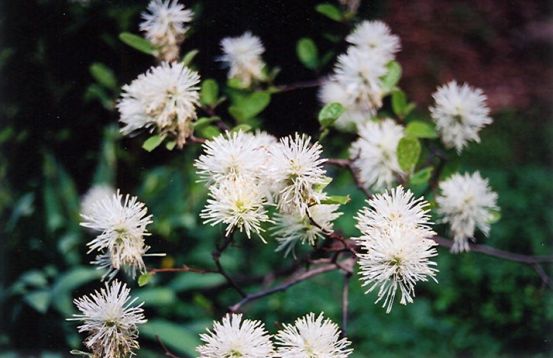 Fothergilla gardenii "blue mist" - fotergila