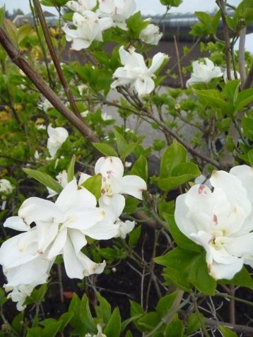 Cornus florida "eve pride"