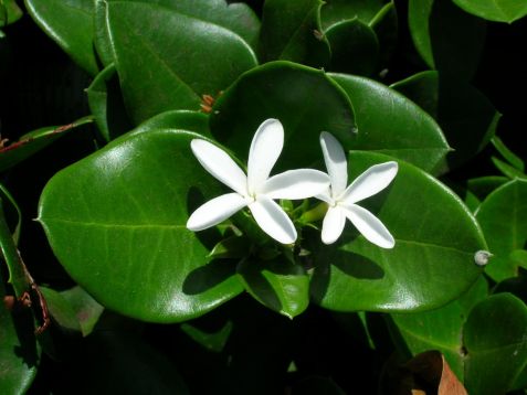 Carissa grandiflora