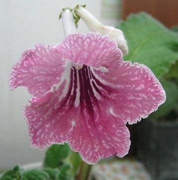 Streptocarpus "olesia"