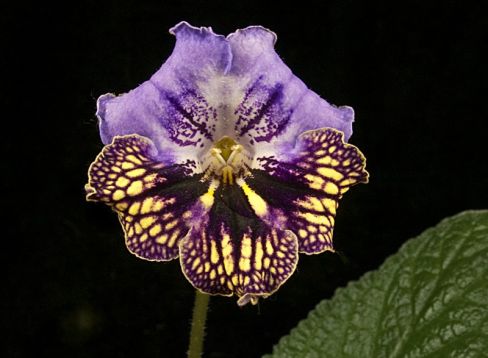 Streptocarpus "kahinta"