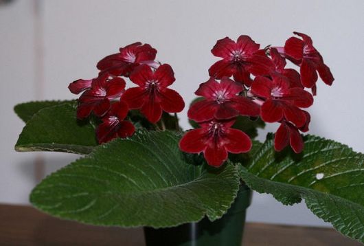 Streptocarpus "bristol´s hot rod"