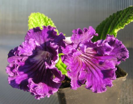 Streptocarpus "justa"