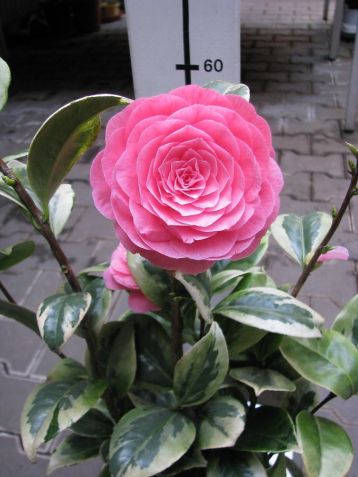 Camellia variegata "kerguelen"