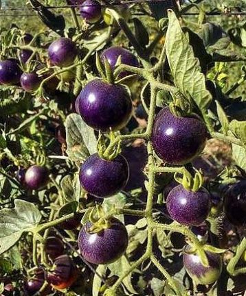 Rajče tyčkové "purple cherry"