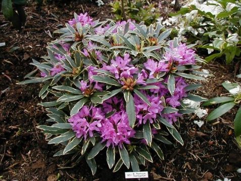 Rhododendron ponticum variegatum