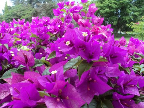 Bougainvillea "elizabeth angus"