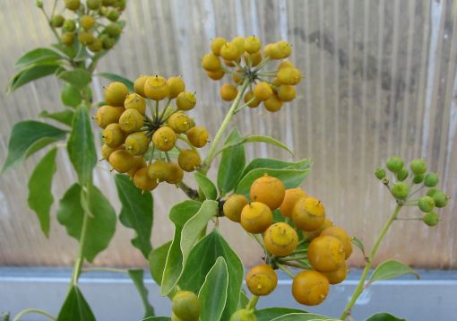 Hedera poetarum