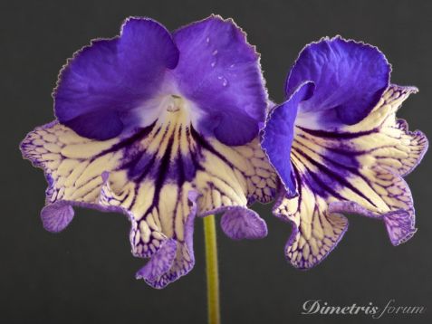 streptocarpus "VW Touareg"