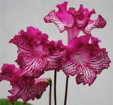 streptocarpus "pula"