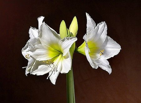 hippeastrum "arctic white" - hvězdník, nesprávně amarylis