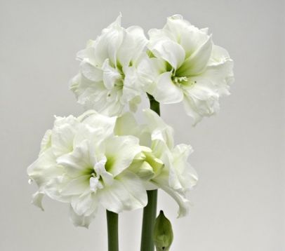 Hippeastrum "alfresco"