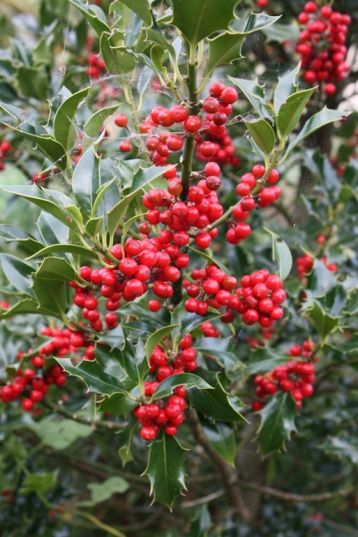 ilex aquifolium "alaska" - cesmína