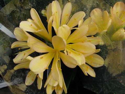 clivia miniata "white lips" yellow