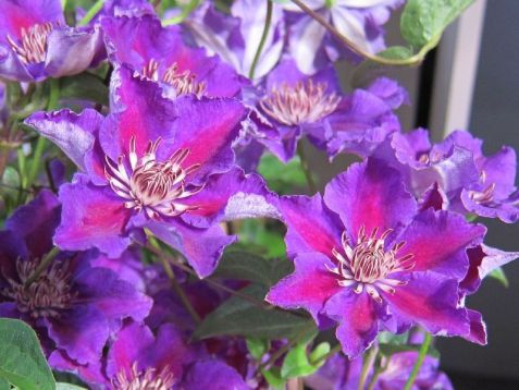 clematis "ashva"
